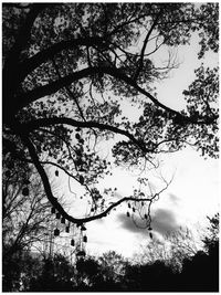 Low angle view of trees against sky