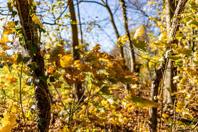 Low angle view of yellow flowers on tree