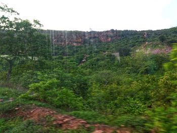 Scenic view of trees growing on field against sky