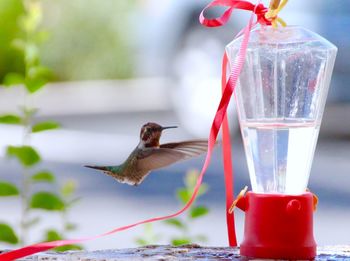 Close-up of bird on feeder