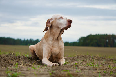 Dog sitting on field