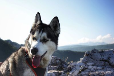 Close-up of a dog looking away