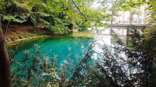 Scenic view of lake in forest