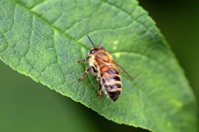 Close-up of insect on leaf