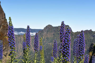 Close-up of purple flowering plants against blue sky