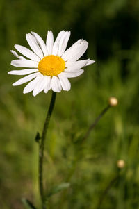 Close-up of white daisy blooming outdoors