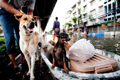 Dogs standing in water