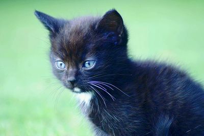 Close-up portrait of cat