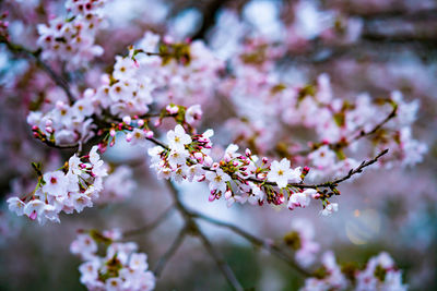 Close-up of pink cherry blossoms in spring