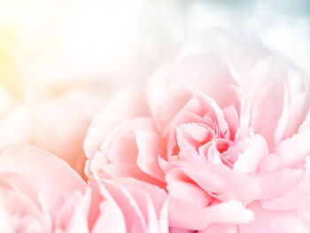 Close-up of pink rose flower