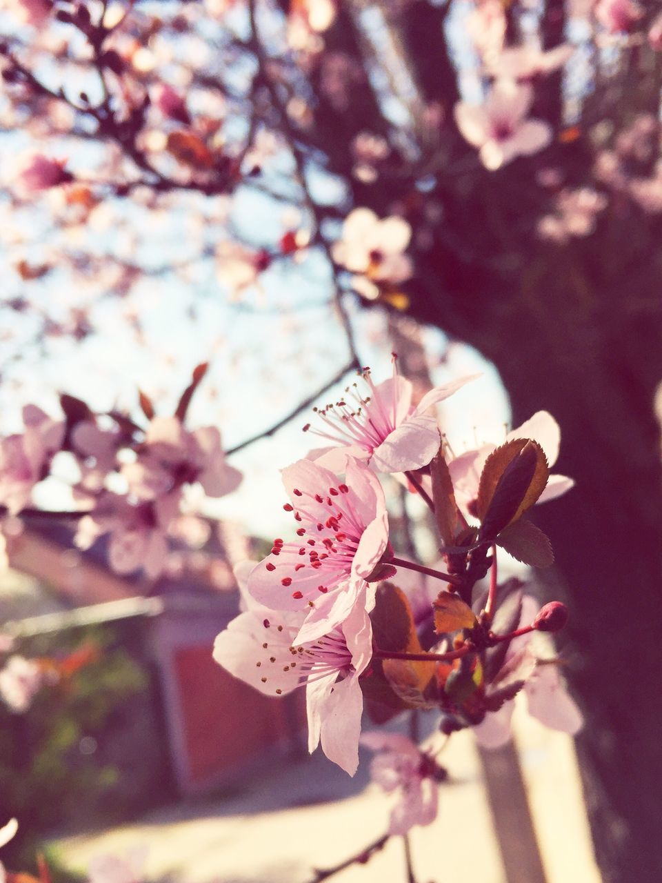 freshness, flower, fragility, growth, beauty in nature, branch, petal, springtime, close-up, nature, cherry blossom, focus on foreground, in bloom, tree, blossom, botany, fruit tree, season, flower head, twig, orchard, cherry tree, pink color, selective focus, day, blooming, apple blossom, pollen, pistil, no people