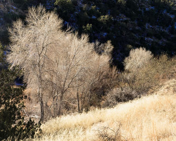 White flowers on tree