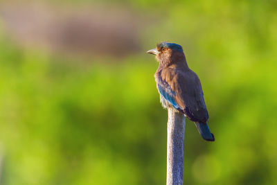 Close-up of bird perching on wooden post