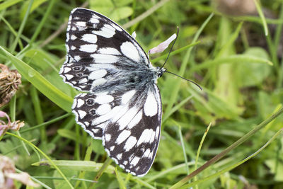 Close-up of butterfly on plant