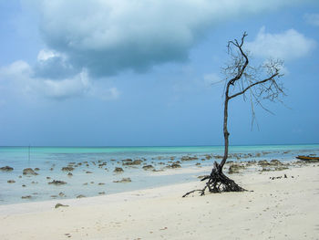 Driftwood on beach against sky