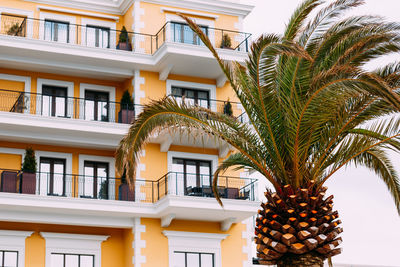 Low angle view of palm tree against building