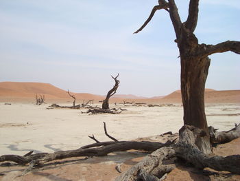 Dead tree on sand dune against sky