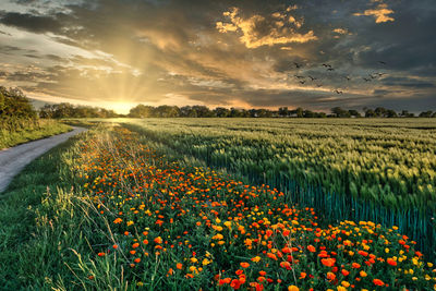 Scenic view of flowering plants on field against sky during sunset