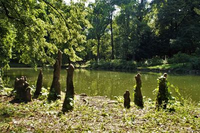 Trees in forest