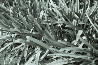 Full frame shot of plants