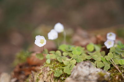 Close-up of white flowering plant