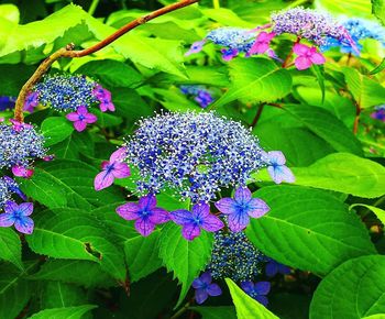 Close-up of purple flowering plants