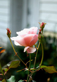 Close-up of pink flower