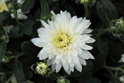 Close-up of yellow flowering plant