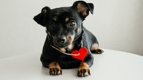 Portrait of black dog sitting against gray background