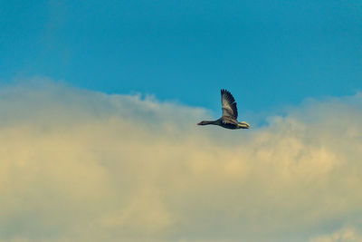 Low angle view of bird flying against blue sky