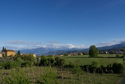 Scenic view of agricultural field against blue sky