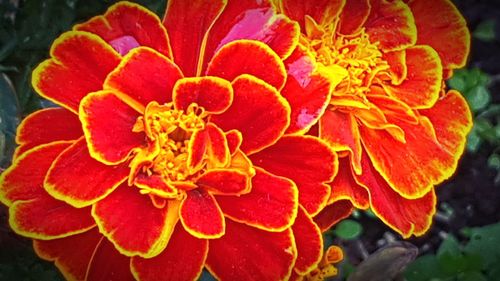 Close-up of red flower