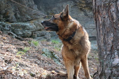 View of a dog looking away