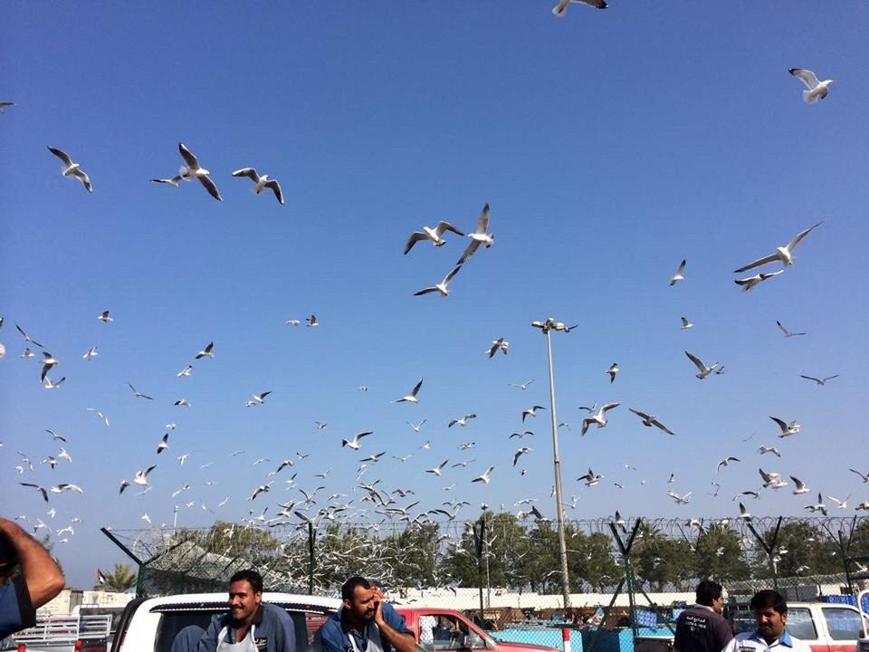 bird, flying, animal themes, animals in the wild, wildlife, transportation, flock of birds, clear sky, large group of people, leisure activity, mode of transport, men, blue, lifestyles, sky, day, sea, togetherness