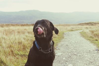 Black labrador sticking out tongue on footpath by grassy field