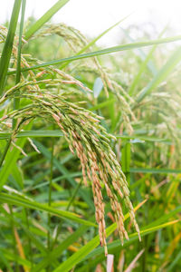 Close-up of wheat growing on field