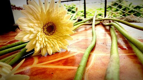 Close-up of flowers