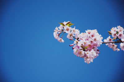 Low angle view of flowers blooming against clear blue sky
