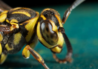 Close-up of insect on sea