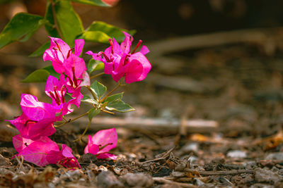 Close-up of pink flowering plant