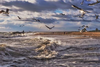 Seagulls flying over sea against sky