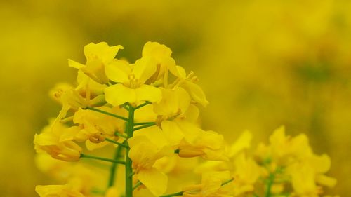 Close-up of yellow flowering plant