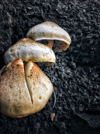 Close-up of mushrooms on rock