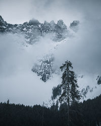 Low angle view of pine trees against sky during winter