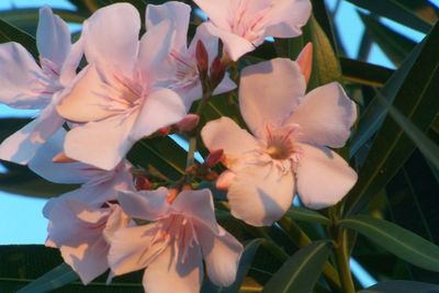 Close-up of fresh flowers blooming in park