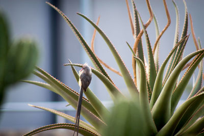 Close-up of a plant