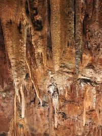 Full frame shot of tree trunk