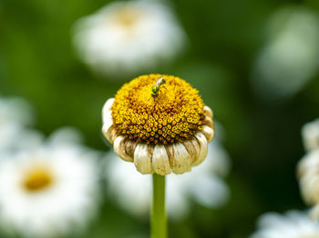 Close-up of bee on yellow flower