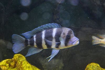 Close-up of fish swimming in aquarium