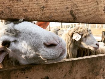 Sheep in a pen